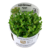 Rotala_Bonsai_1-2_Grow_