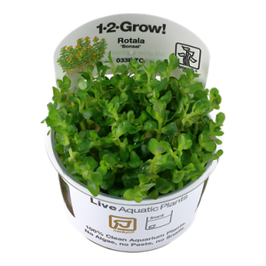 Rotala_Bonsai_1-2_Grow_