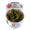 Rotala_macrandra_1-2_Grow_