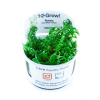 Rotala_rotundifolia_Green_1-2_Grow_