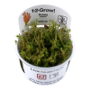 Rotala_wallichii_1-2-Grow_