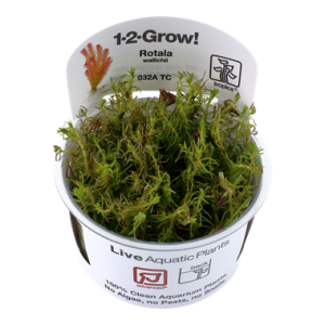 Rotala_wallichii_1-2-Grow_