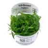 Sagittaria_subulata_1-2-Grow_