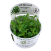 Staurogyne_repens_1-2-Grow_