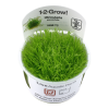 Utricularia_graminifolia_1-2-Grow_