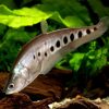 Knifefish Clown