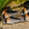 Corydoras adolfoi small