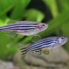 ZEBRA DANIO