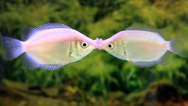 Kissing Gourami