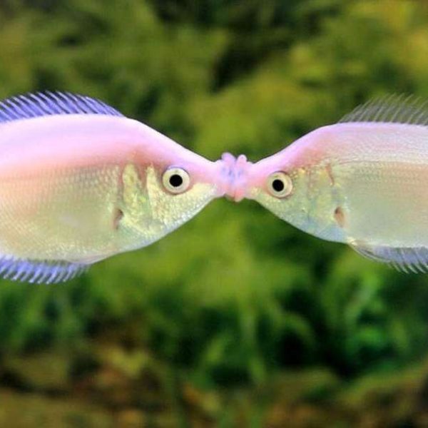 Kissing Gourami