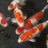 KOI