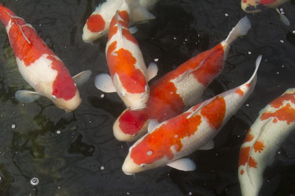 KOI