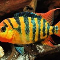 Festae cichlid clearance care