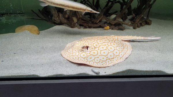 Potamotrygon pearl albino gen - male