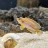 Lamprologus ocellatus Gold 2-2,5cm