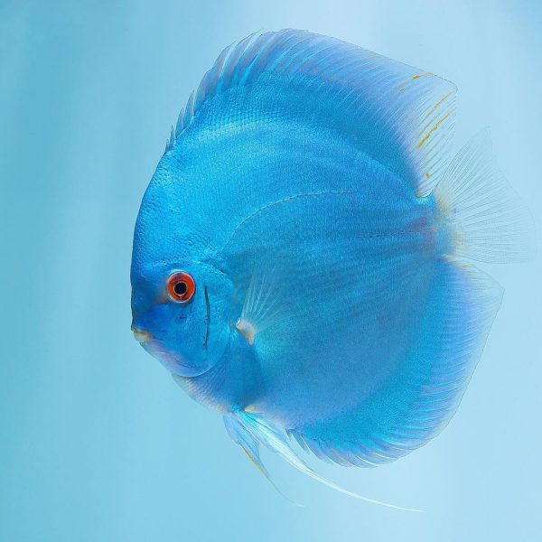 Blue Diamond Discus 6-7cm