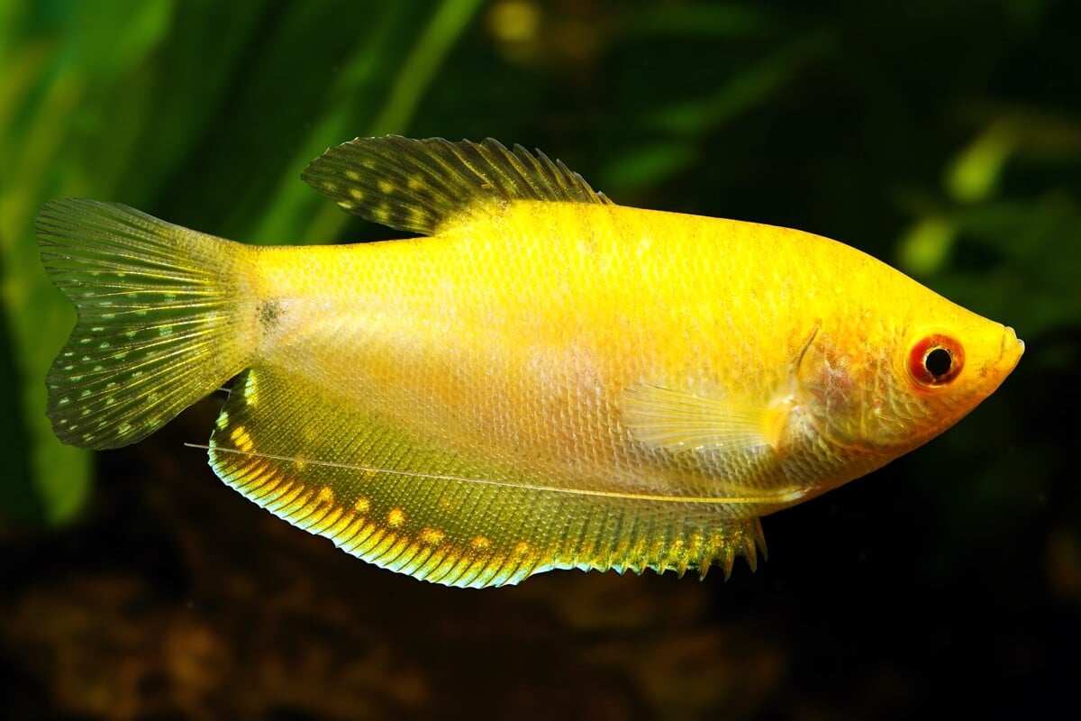 Gold Gourami - Amazonios