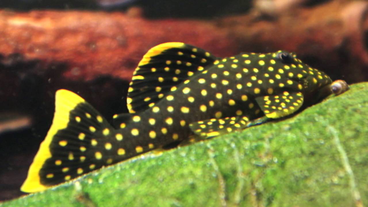 L177 Baryancistrus xanthellus - Gold Nugget Pleco 6-8cm - Amazonios