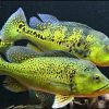 Cichla-kelberi-Kelberi-Peacock-Bass1-amazonios