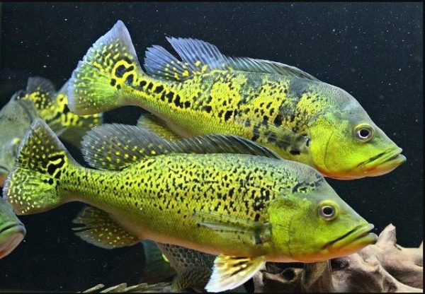 Cichla-kelberi-Kelberi-Peacock-Bass1-amazonios