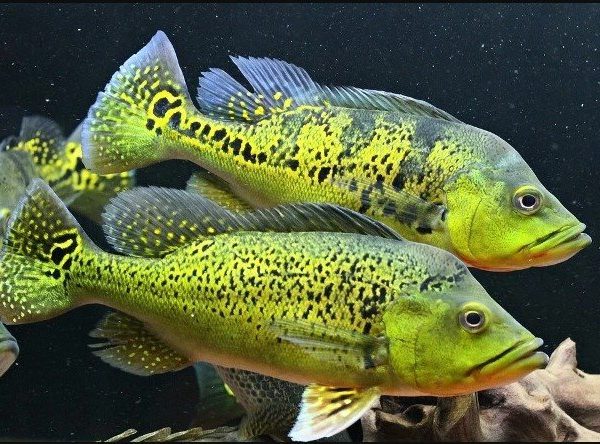 Cichla-kelberi-Kelberi-Peacock-Bass1-amazonios