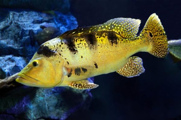 Cichla-kelberi-Kelberi-Peacock-Bass1-amazonios