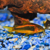 Orange-Laser-Cory-amazonios