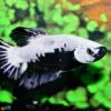 Betta Sp. Plakat Black Samurai Male L-amazonios