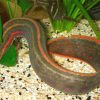 Fire-Eel-Mastacembelus-erthrotaenia-amazonios