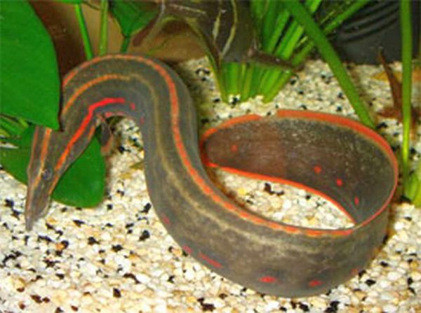 Fire-Eel-Mastacembelus-erthrotaenia-amazonios