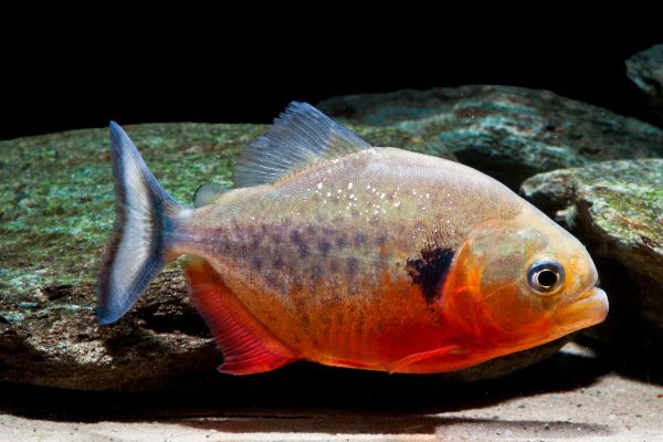 Piranha Cariba-amazonios