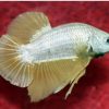 Betta Poster Platinum Gold Male-amazonios