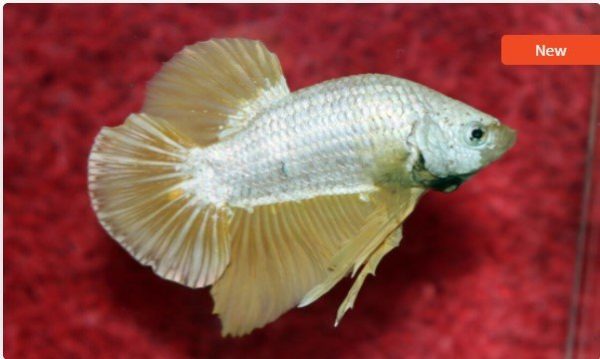 Betta Plakat Platinum Gold Male-amazonios