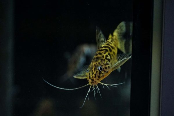 Synodontis Schoutedeni_AMAZONIOS_2