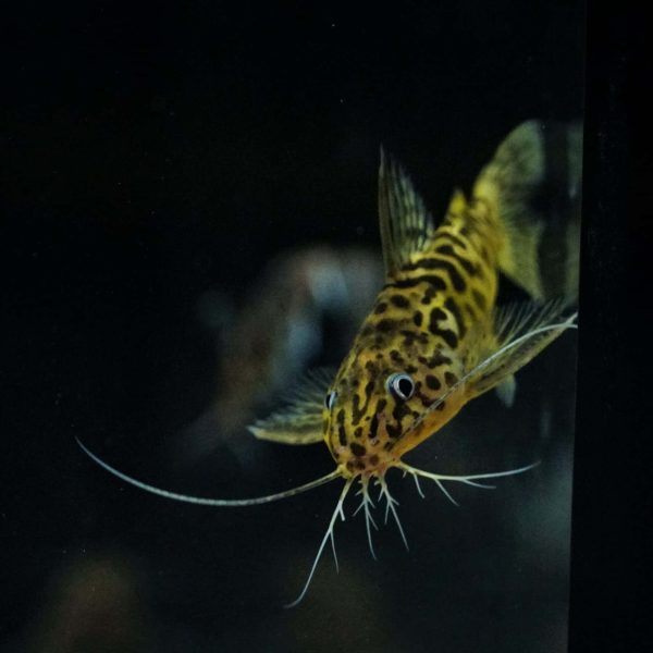 Synodontis Schoutedeni_AMAZONIOS_2