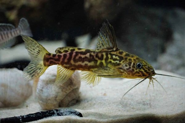 Synodontis Schoutedeni_AMAZONIOS