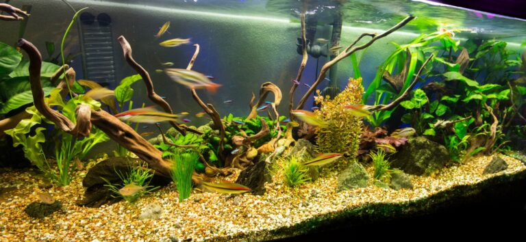 Aquariums The Guide to a Successful Construction and Maintenance