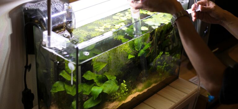 Aquarium Maintenance: A Guide to Care, Equipment and Water Change