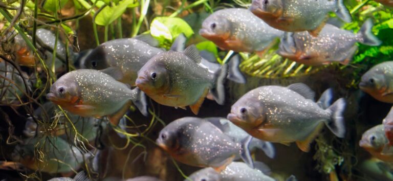Piranha fish: Care, Aquariums and Options - Amazonios