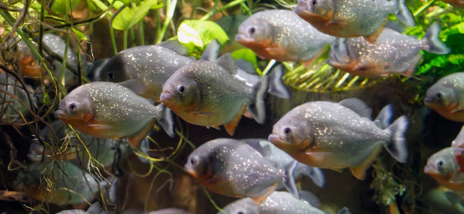 Ψάρι Πιράνχας: Φροντίδα, Ενυδρεία και Επιλογές - Amazonios