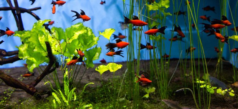 Aquarium fish: A Complete Guide to Care and Maintenance - AMAZONIOS